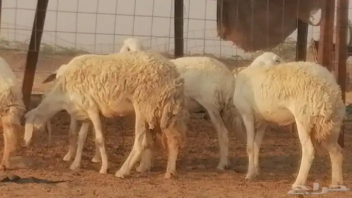 رخال حريات حرش صنف فواخر جنب دفع 5 رأس 7