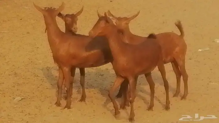 جفار محايليات حمر دهم جنب جفرات محايلية فاخرة 26