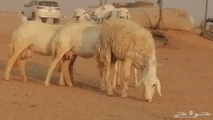 رخال حريات حرش صنف فواخر جنب دفع 5 رأس 27