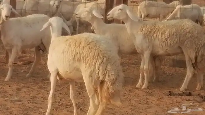 رخال حريات حرش صنف فواخر جنب دفع 5 رأس 14