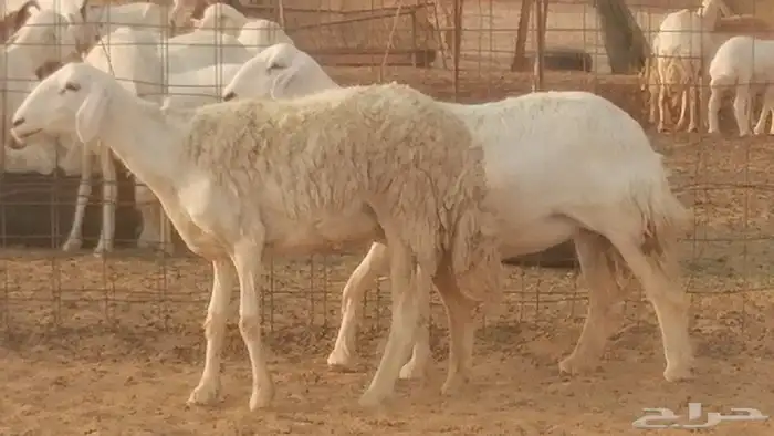 رخال حريات حرش صنف فواخر جنب دفع 5 رأس 29