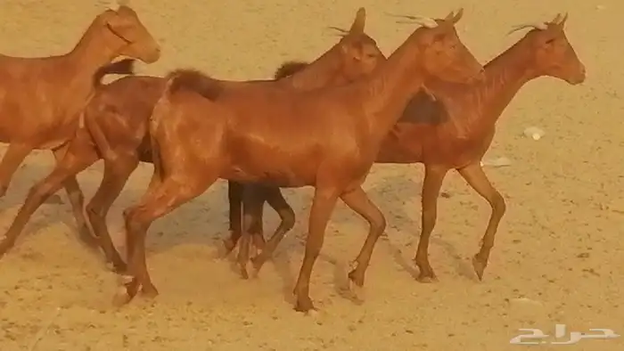 جفار محايليات حمر دهم جنب جفرات محايلية فاخرة 21