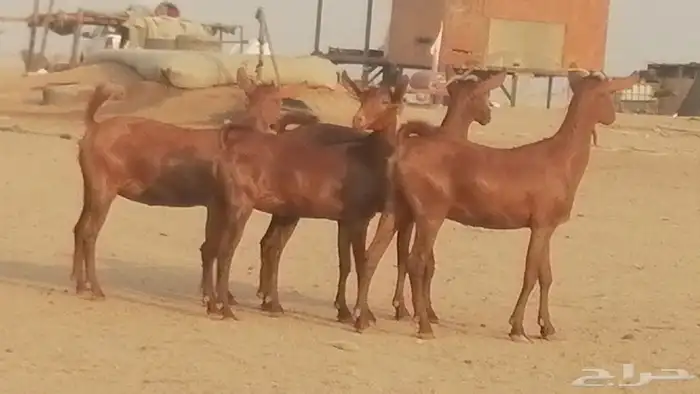 جفار محايليات حمر دهم جنب جفرات محايلية فاخرة 10