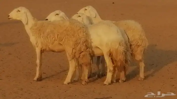 رخال حريات حرش صنف فواخر جنب دفع 5 رأس 11