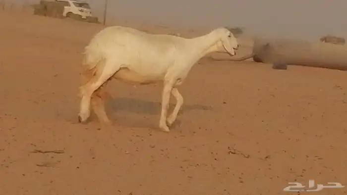 رخال حريات حرش صنف فواخر جنب دفع 5 رأس 4