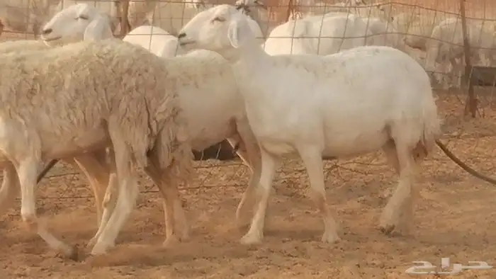 رخال حريات حرش صنف فواخر جنب دفع 5 رأس 25