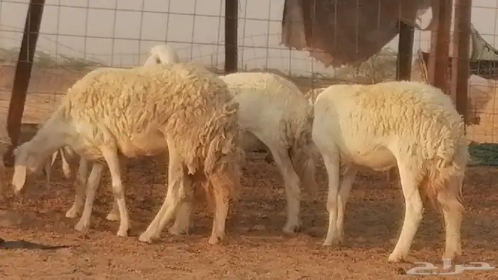 رخال حريات حرش صنف فواخر جنب دفع 5 رأس 2