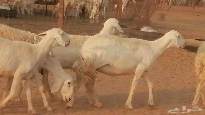 رخال حريات حرش صنف فواخر جنب دفع 5 رأس 18