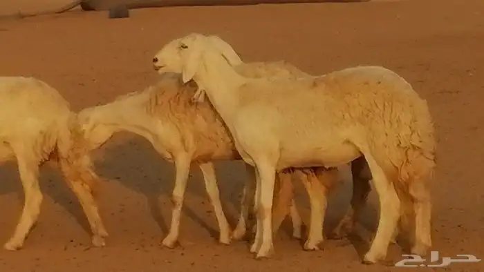 رخال حريات حرش صنف فواخر جنب دفع 5 رأس 20