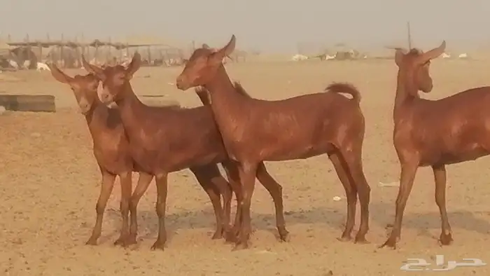 جفار محايليات حمر دهم جنب جفرات محايلية فاخرة 32