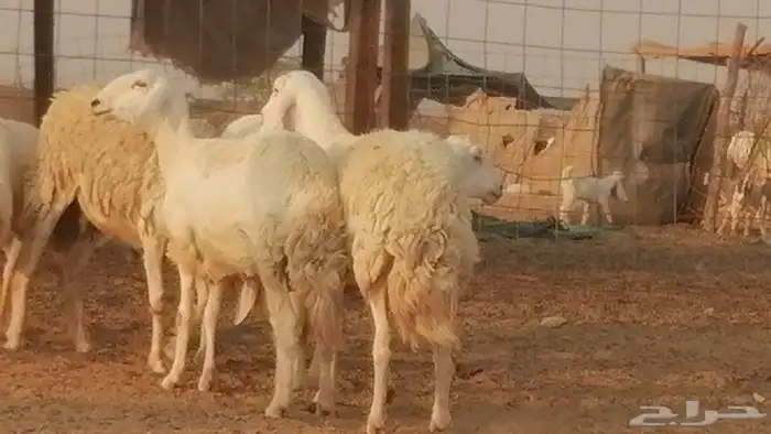 رخال حريات حرش صنف فواخر جنب دفع 5 رأس 17