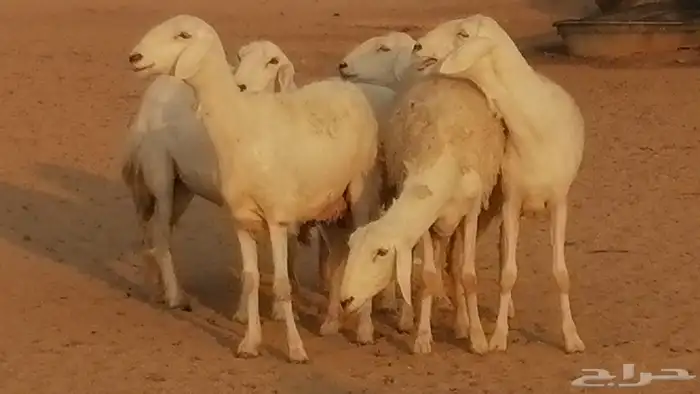 رخال حريات حرش صنف فواخر جنب دفع 5 رأس 12