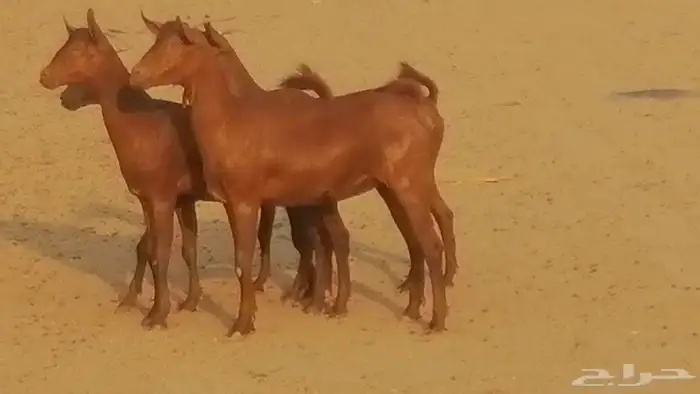 جفار محايليات حمر دهم جنب جفرات محايلية فاخرة 22