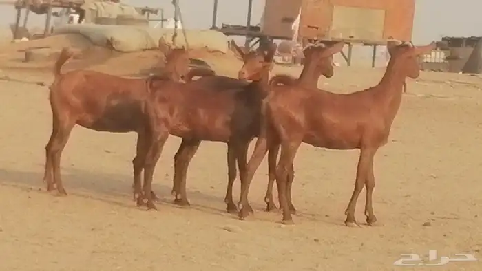 جفار محايليات حمر دهم جنب جفرات محايلية فاخرة 9