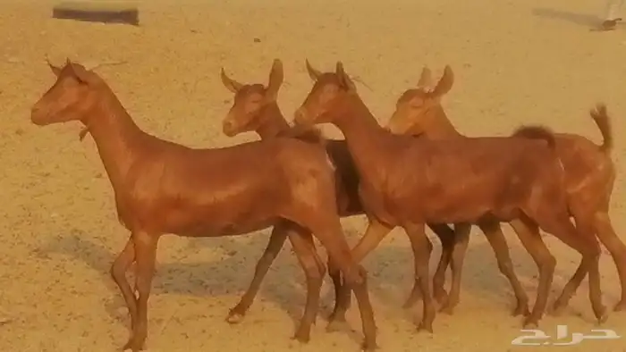 جفار محايليات حمر دهم جنب جفرات محايلية فاخرة 24