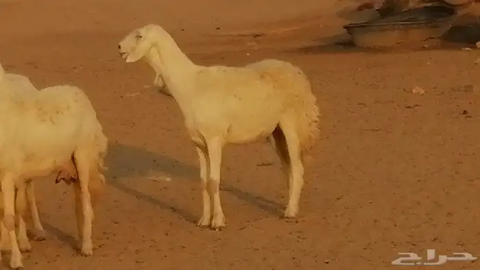 رخال حريات حرش صنف فواخر جنب دفع 5 رأس 8