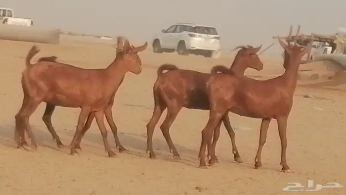 جفار محايليات حمر دهم جنب جفرات محايلية فاخرة 35