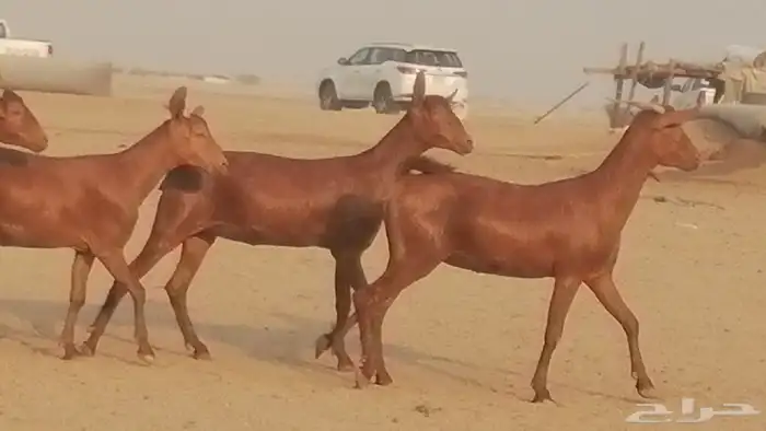 جفار محايليات حمر دهم جنب جفرات محايلية فاخرة 30