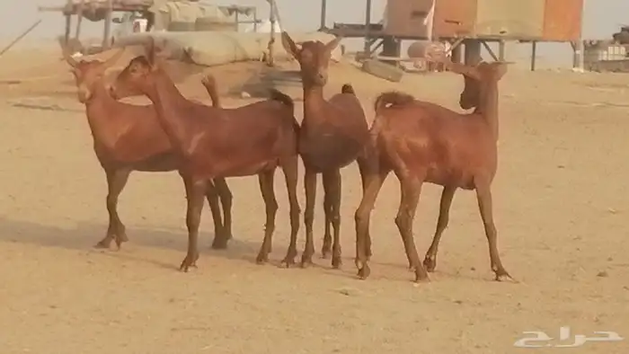 جفار محايليات حمر دهم جنب جفرات محايلية فاخرة 11