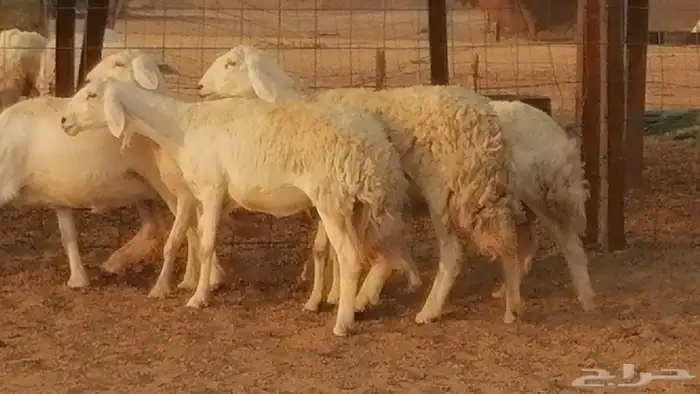 رخال حريات حرش صنف فواخر جنب دفع 5 رأس 9