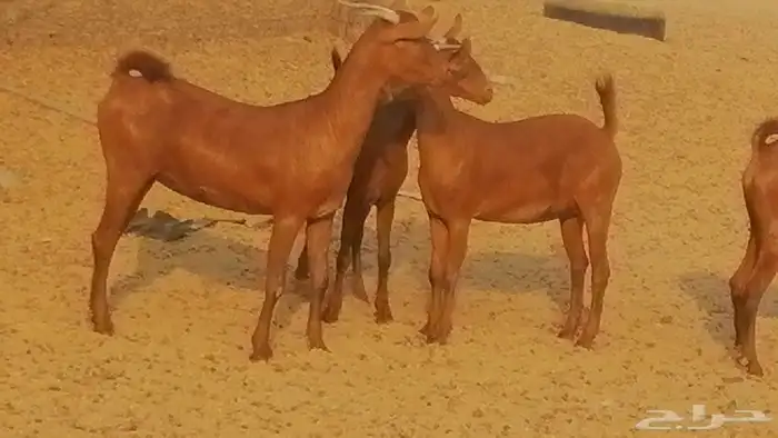 جفار محايليات حمر دهم جنب جفرات محايلية فاخرة 8