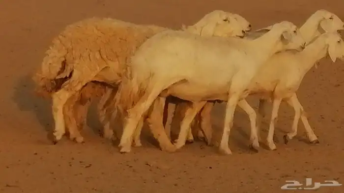 رخال حريات حرش صنف فواخر جنب دفع 5 رأس 1