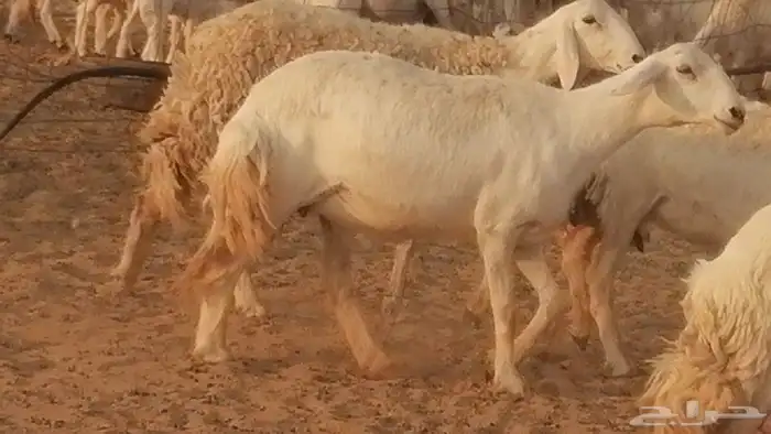 رخال حريات حرش صنف فواخر جنب دفع 5 رأس 23