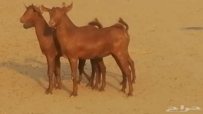 جفار محايليات حمر دهم جنب جفرات محايلية فاخرة 2