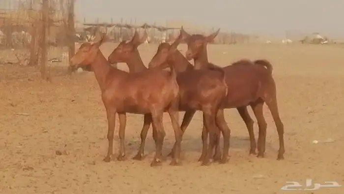 جفار محايليات حمر دهم جنب جفرات محايلية فاخرة 17