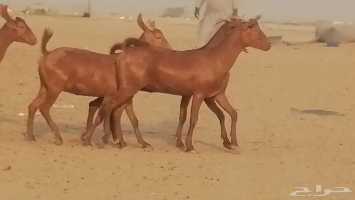 جفار محايليات حمر دهم جنب جفرات محايلية فاخرة 6