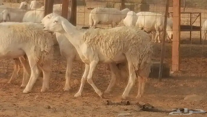 رخال حريات حرش صنف فواخر جنب دفع 5 رأس 26