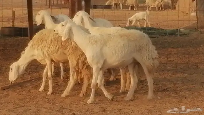 رخال حريات حرش صنف فواخر جنب دفع 5 رأس 24