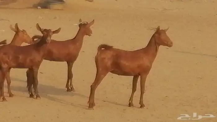 جفار محايليات حمر دهم جنب جفرات محايلية فاخرة 25