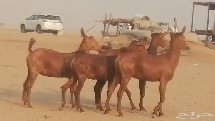 جفار محايليات حمر دهم جنب جفرات محايلية فاخرة 4