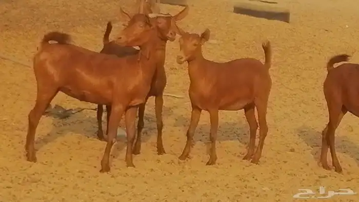 جفار محايليات حمر دهم جنب جفرات محايلية فاخرة 19