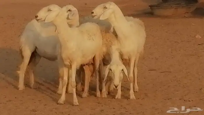 رخال حريات حرش صنف فواخر جنب دفع 5 رأس 6