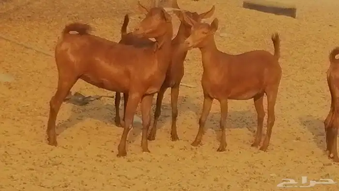 جفار محايليات حمر دهم جنب جفرات محايلية فاخرة 15