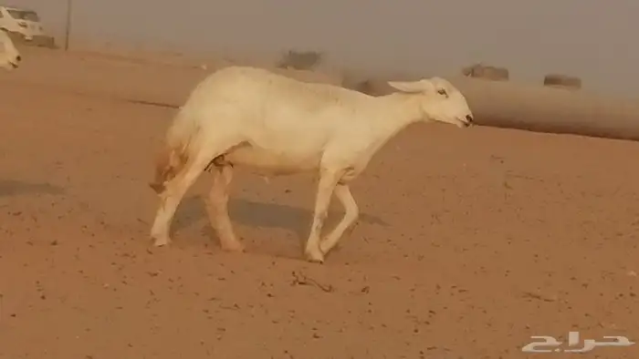 رخال حريات حرش صنف فواخر جنب دفع 5 رأس 10