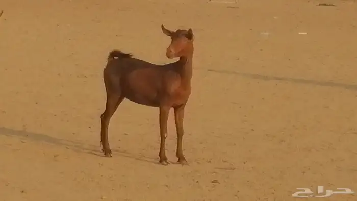 جفار محايليات حمر دهم جنب جفرات محايلية فاخرة 23
