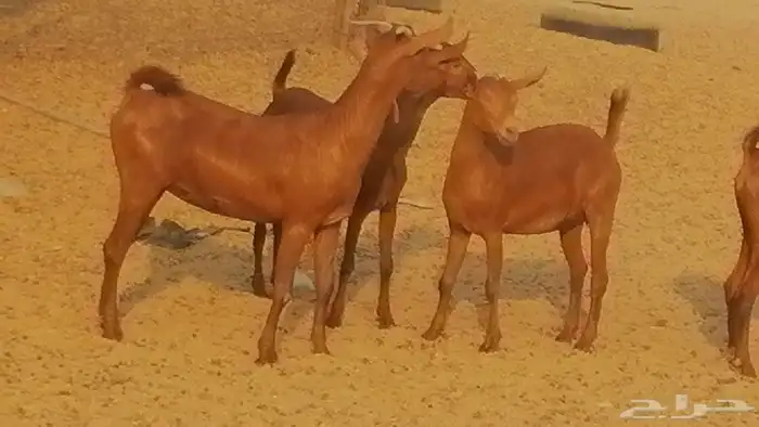 جفار محايليات حمر دهم جنب جفرات محايلية فاخرة 12