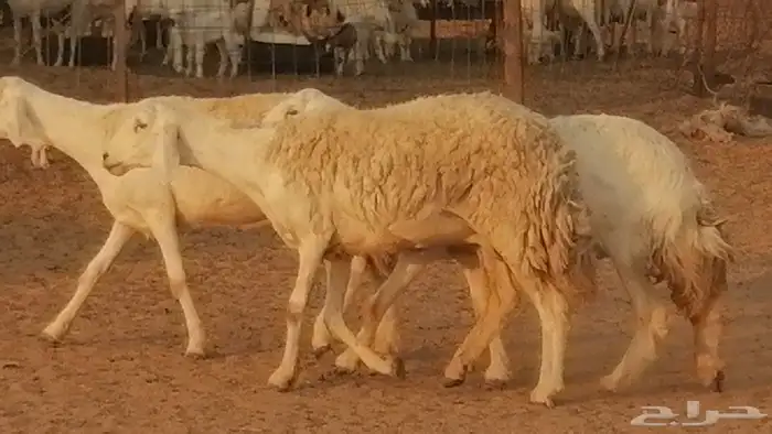 رخال حريات حرش صنف فواخر جنب دفع 5 رأس 5