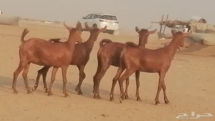 جفار محايليات حمر دهم جنب جفرات محايلية فاخرة 34
