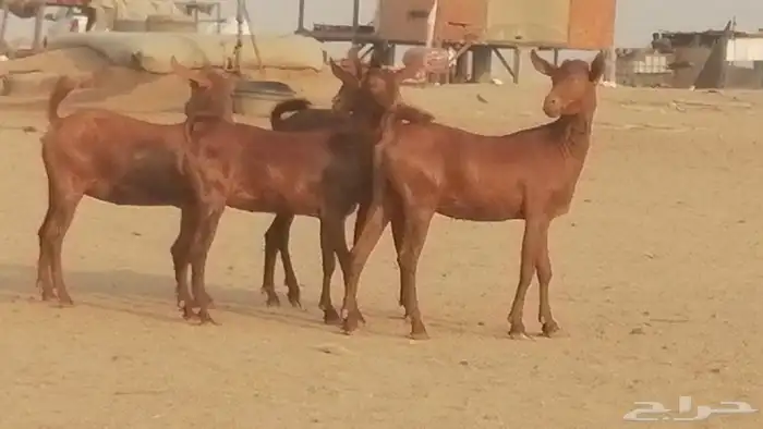 جفار محايليات حمر دهم جنب جفرات محايلية فاخرة 16