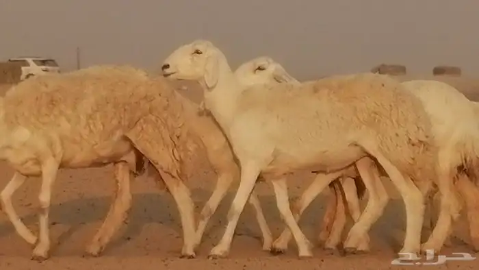 رخال حريات حرش صنف فواخر جنب دفع 5 رأس 30