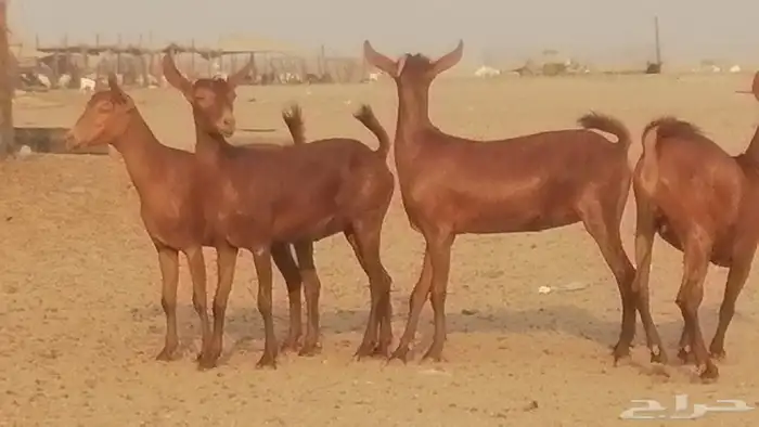 جفار محايليات حمر دهم جنب جفرات محايلية فاخرة 1