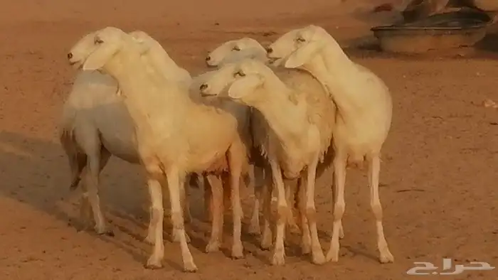 رخال حريات حرش صنف فواخر جنب دفع 5 رأس 22