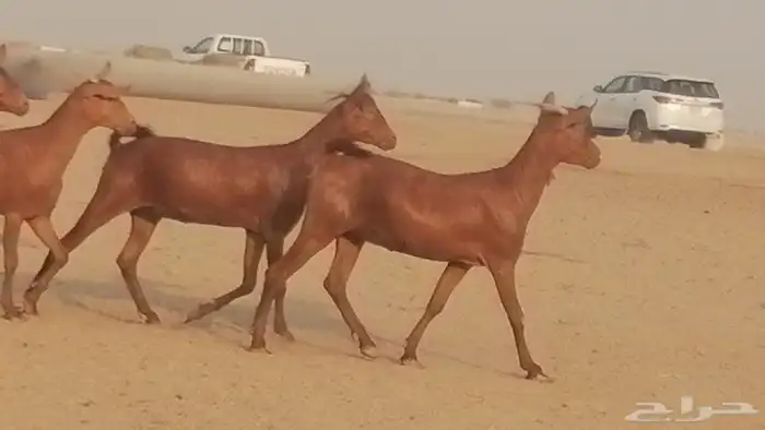 جفار محايليات حمر دهم جنب جفرات محايلية فاخرة 33