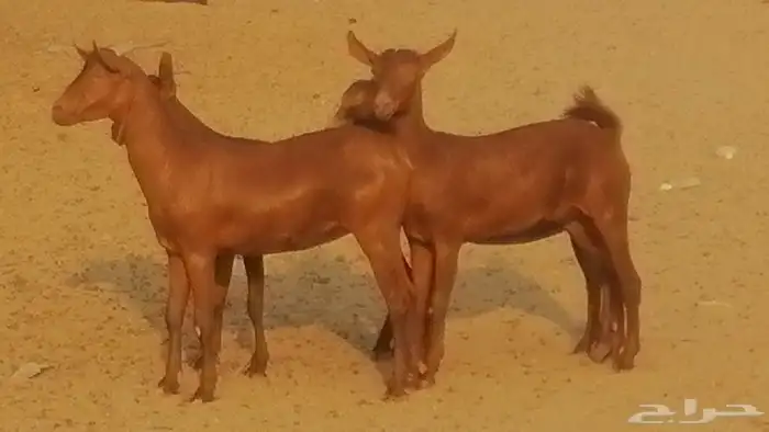 جفار محايليات حمر دهم جنب جفرات محايلية فاخرة 0