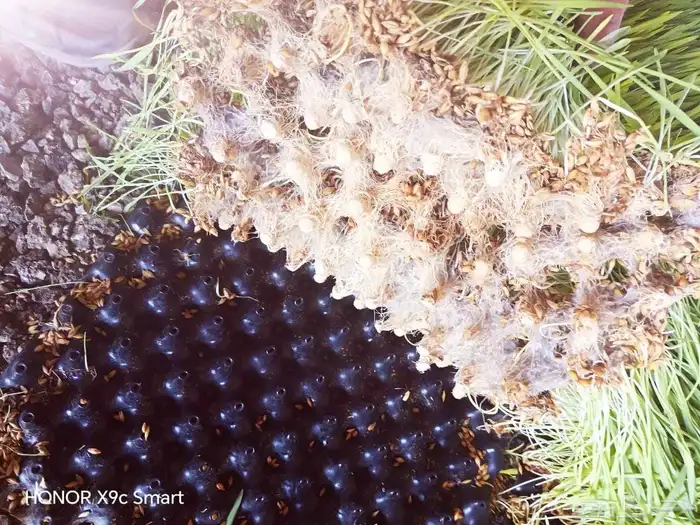 شعير مستنبيت 0