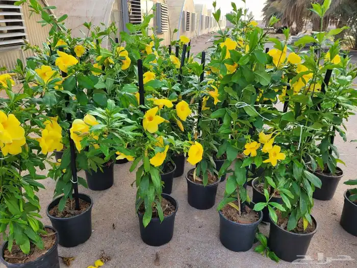 مشاتل الدمام طريق الجبيل 9